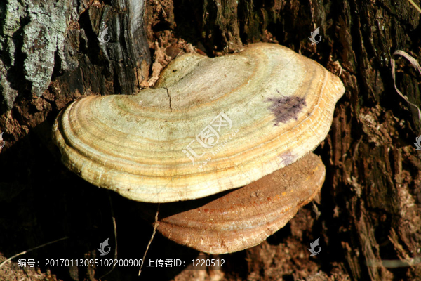 木耳