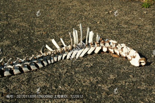 鹿的脊椎