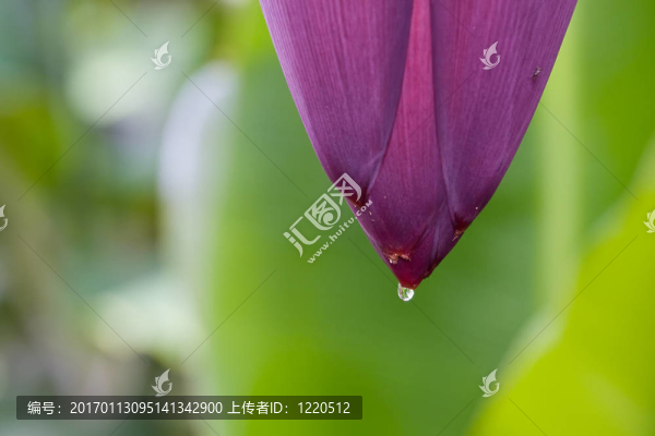 香蕉的紫色花