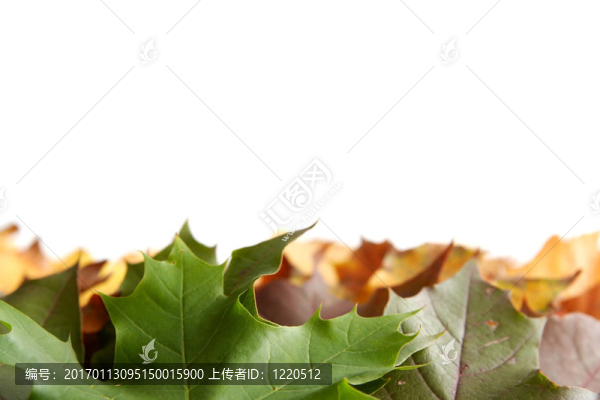 多彩的秋葉