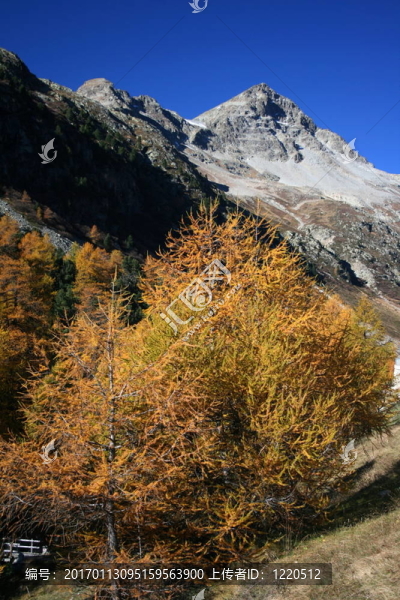 polaschin奇峰