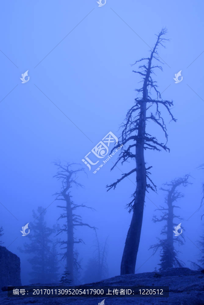 霧中的死樹