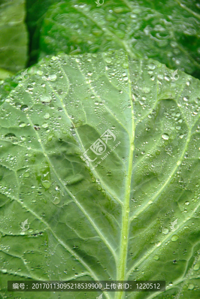 綠色的白菜葉