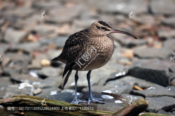 Whimbrel（Numenius,Phaeopus）