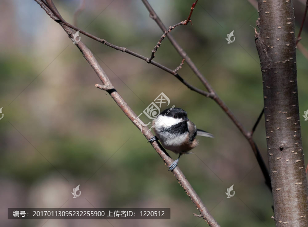 黑頂山雀（Poecile,atricapillus）