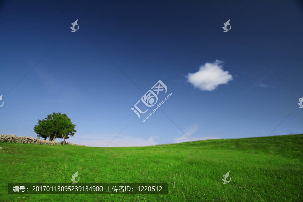 綠色的田野