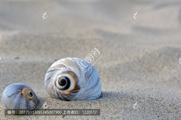 側殼