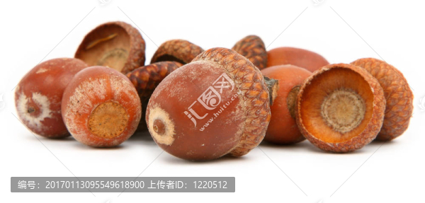 干燥的褐色的橡子