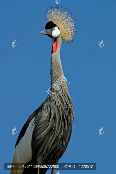冠鶴
