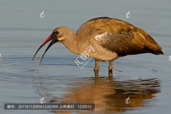 hadeda朱鷺