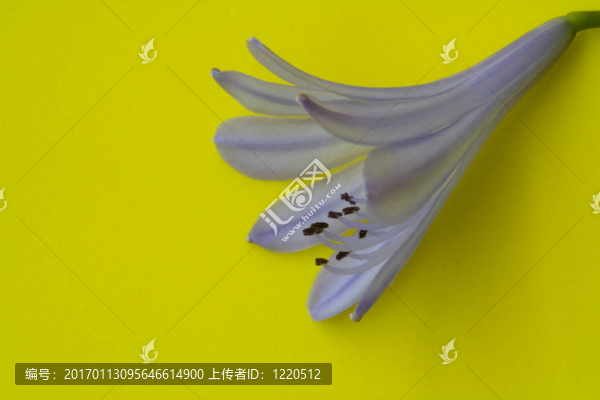 藍(lán)色的花