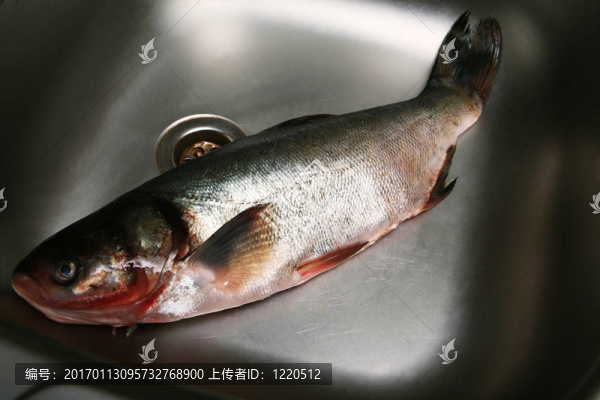 新鮮的魚