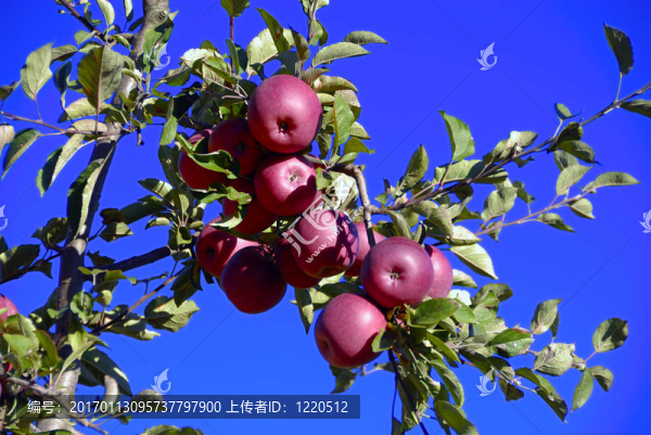 蘋果