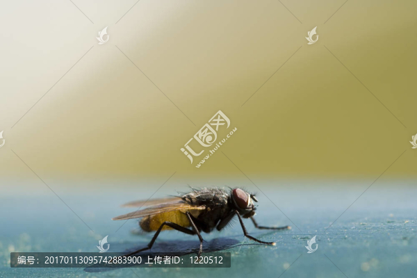 討厭的蒼蠅