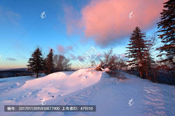 林海雪原,雪鄉(xiāng)樹木,白雪,冬天