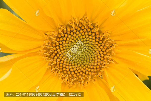 未來(lái)的生物柴油