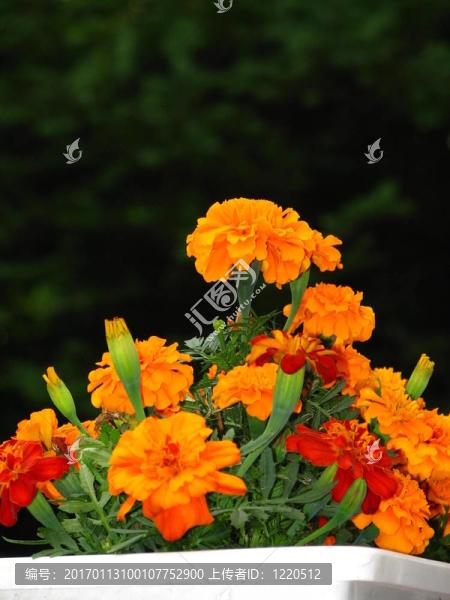 金盞花