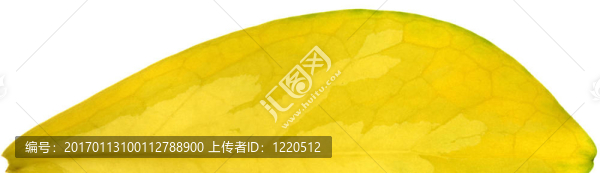 馬拉巴爾的栗子樹