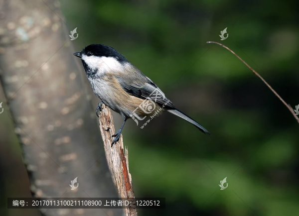 黑頂山雀（Poecile,atricapillus）