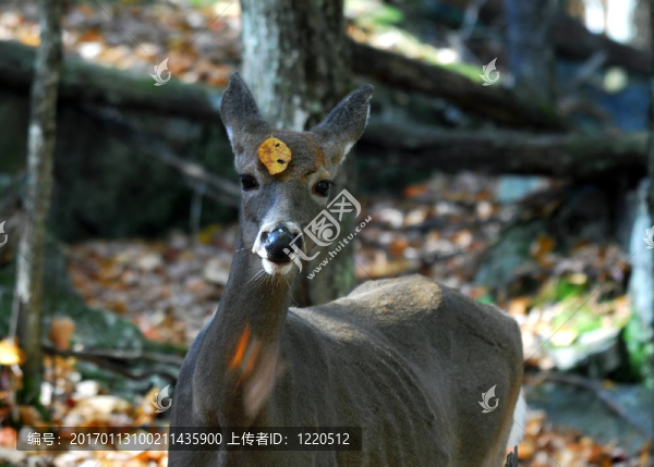 白尾鹿（Odocoileus,virginianus）
