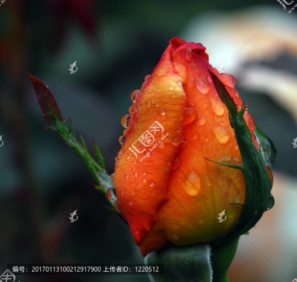橙玫瑰花蕾