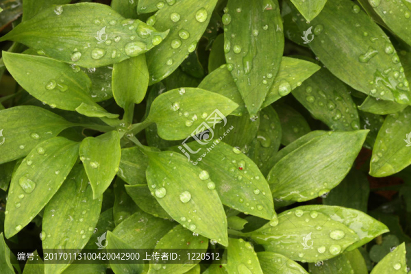 清晨露水的樹葉