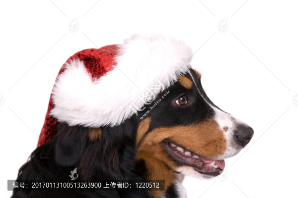 圣誕狗