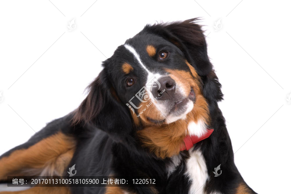 我聽(tīng)到什么？
