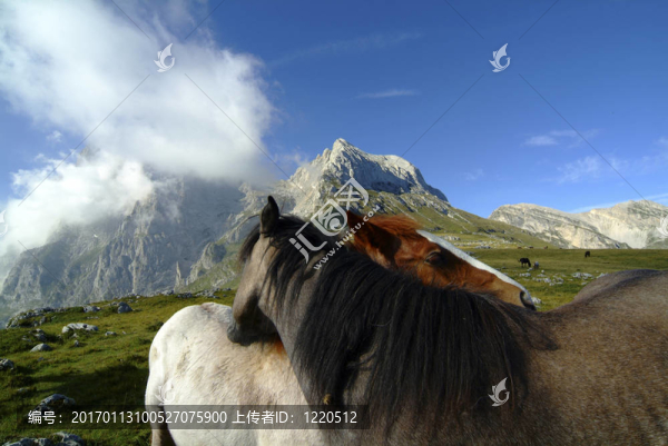 高山上的馬