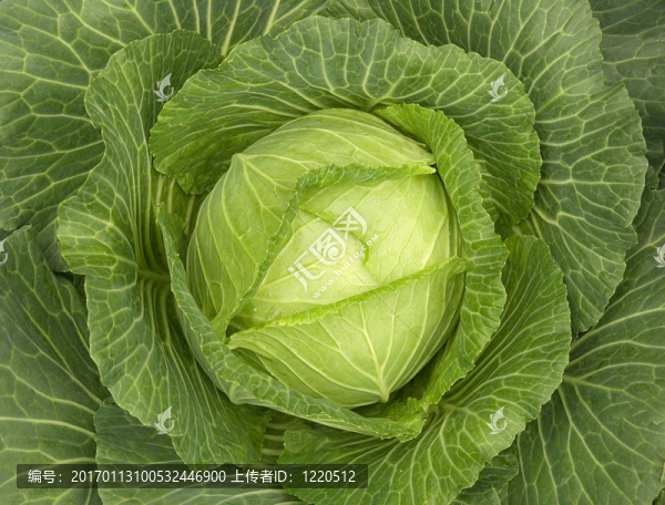 白菜