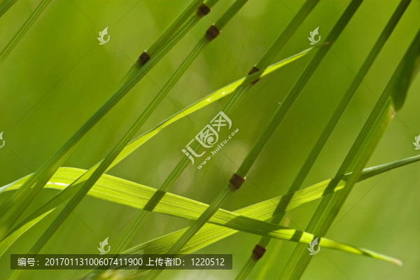 草10