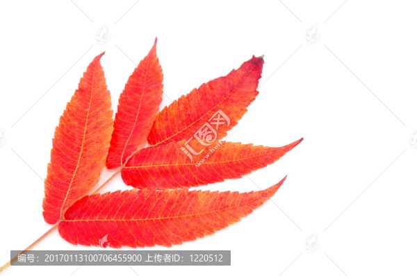 紅色的秋葉
