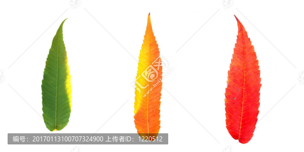 三秋天的落葉