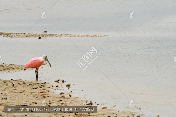 粉紅琵鷺