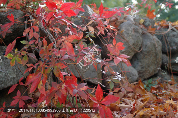 在石頭墻上的明亮的紅色葉子