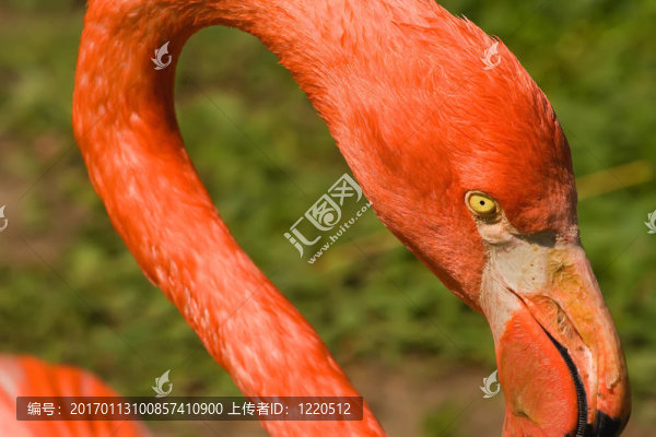 鳥眼觀