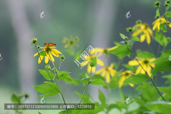 蝴蝶和Flowers