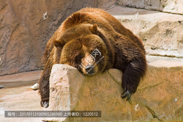 在動(dòng)物園的懶惰的一天