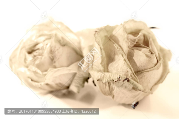 干的白玫瑰