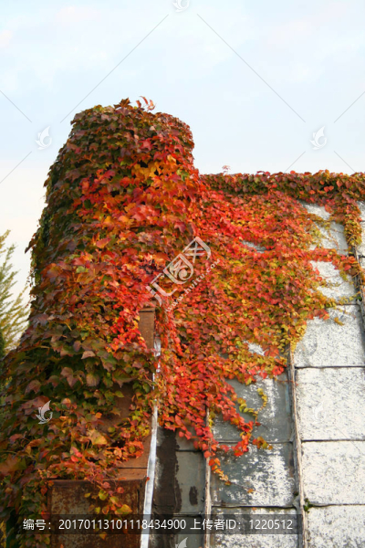 建筑上的野生葡萄