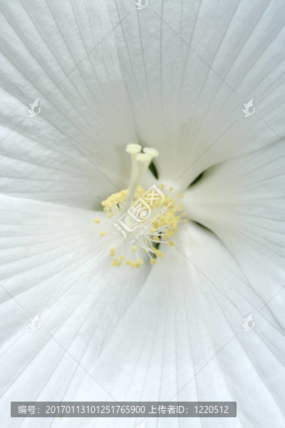 靠近白芙蓉