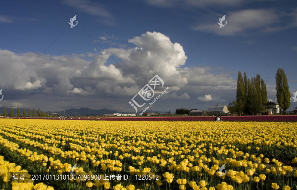 黃色郁金香華盛頓-匯圖網(wǎng) www.fosd68.com 黃色郁金香華盛頓