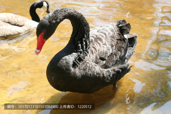 black_swan_and_canadian_goose