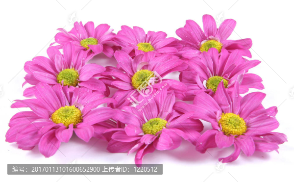 漂亮的粉紅色的花。