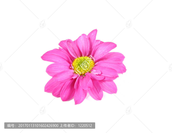 Flower。