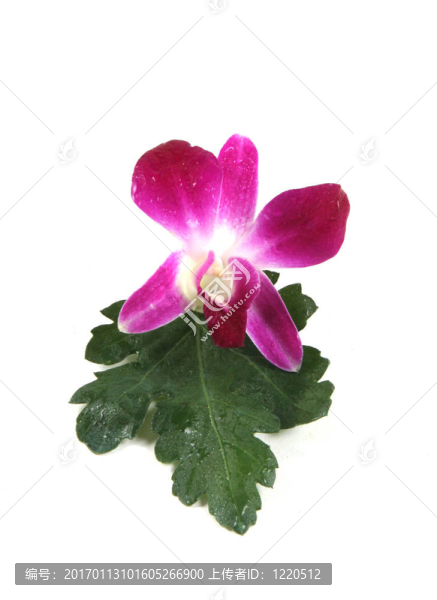 粉紅色的蘭花。