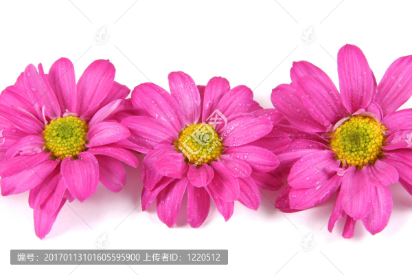 Flowers。