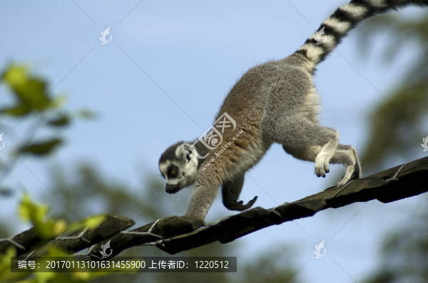 攀登Lemur,Catta