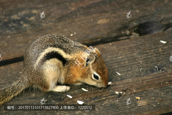 金毛松鼠（黃鼠外側(cè)）