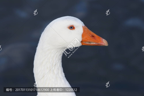 白鵝